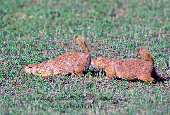 Cynomys ludovicianus  BLACK-TAILED PRAIRIE DOG 134335z