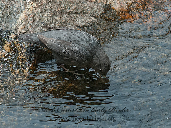 Cinclus mexicanus  AMERICAN DIPPER 3016741