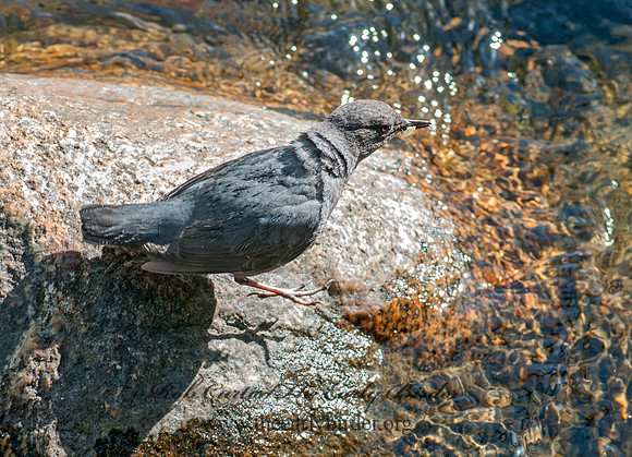 Cinclus mexicanus  AMERICAN DIPPER 3016772
