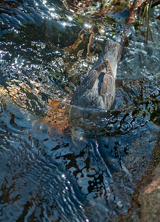 Cinclus mexicanus  AMERICAN DIPPER 3016773