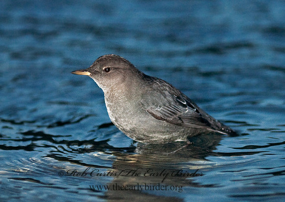Cinclus mexicanus  AMERICAN DIPPER 7017231