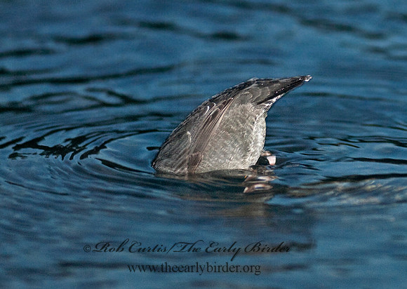 Cinclus mexicanus  AMERICAN DIPPER 7017232