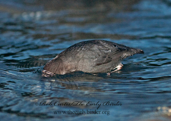 Cinclus mexicanus  AMERICAN DIPPER 7017233
