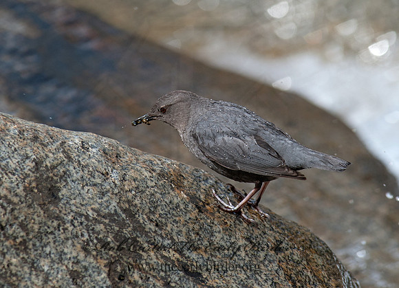 Cinclus mexicanus  AMERICAN DIPPER 8036984
