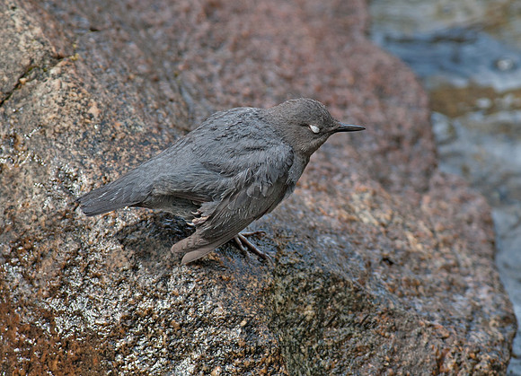 Cinclus mexicanus  AMERICAN DIPPER 8036991