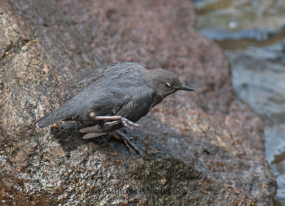 Cinclus mexicanus  AMERICAN DIPPER 8036993