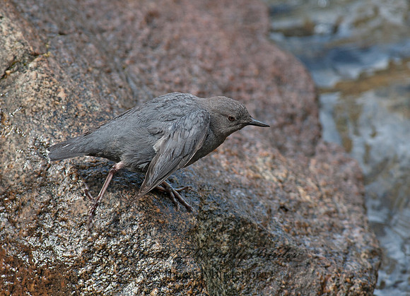 Cinclus mexicanus  AMERICAN DIPPER 8036994