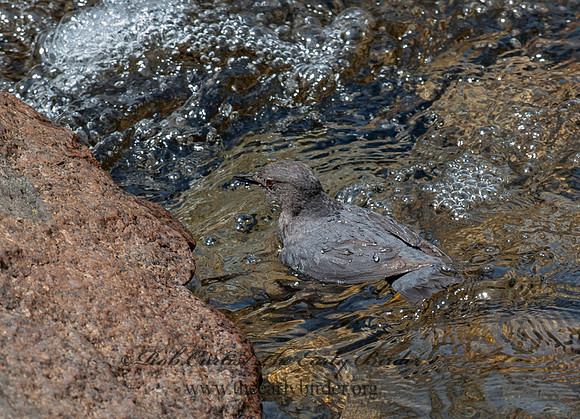 Cinclus mexicanus  AMERICAN DIPPER 8037008