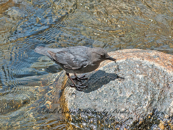 Cinclus mexicanus  AMERICAN DIPPER 8037011