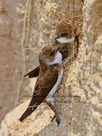 Riparia riparia  BANK SWALLOW 1282919