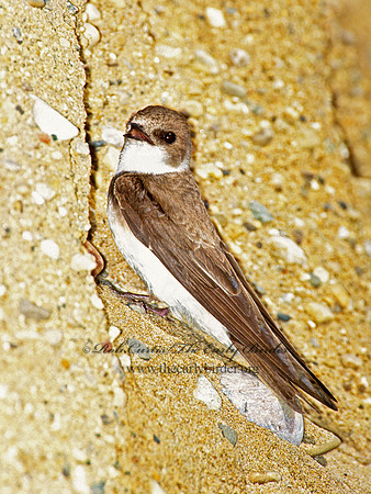 Riparia riparia  BANK SWALLOW 1283318