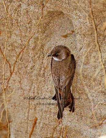 Riparia riparia  BANK SWALLOW 1282836