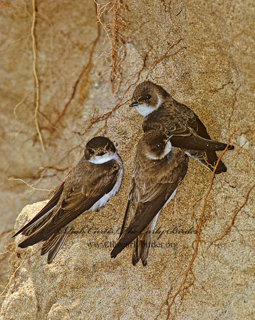 Riparia riparia  BANK SWALLOW 1282918