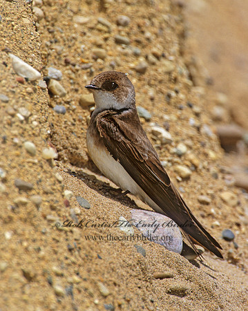 Riparia riparia  BANK SWALLOW 1283412