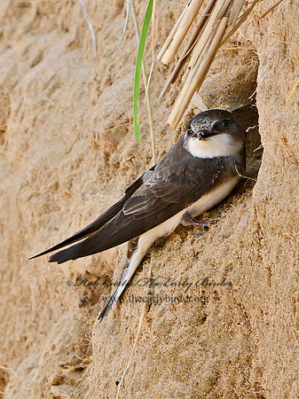 Riparia riparia  BANK SWALLOW 1303150
