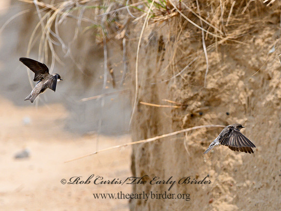 Riparia riparia  BANK SWALLOW 1303144