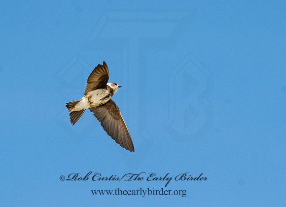 Riparia riparia  BANK SWALLOW 8015129