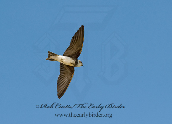 Riparia riparia  BANK SWALLOW 8015133