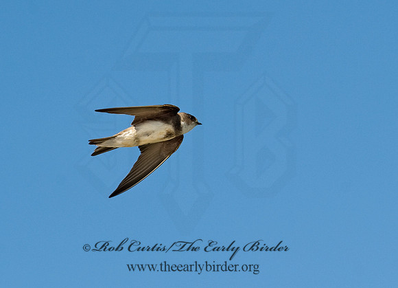Riparia riparia  BANK SWALLOW 8015138