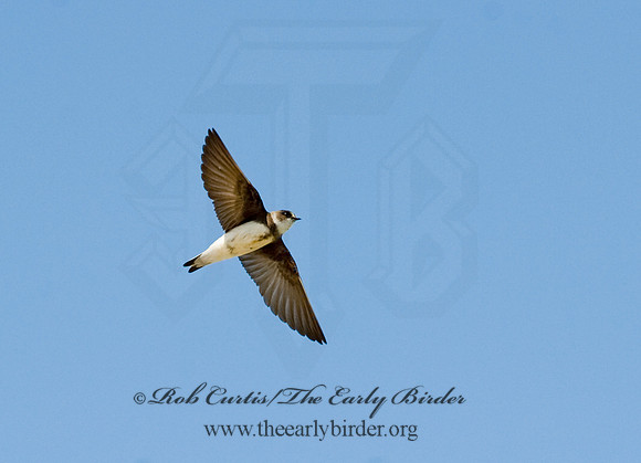 Riparia riparia  BANK SWALLOW 8015144