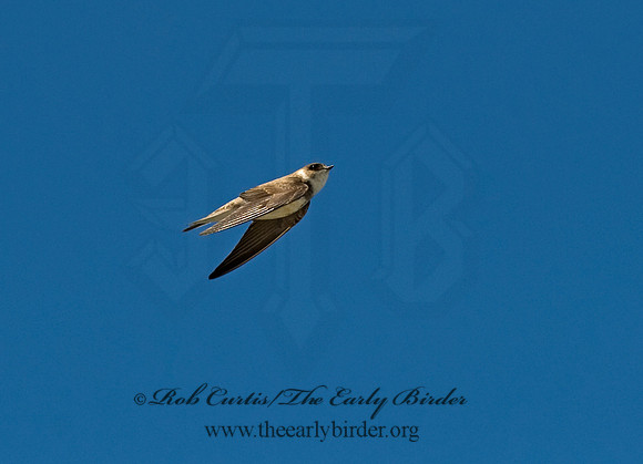 Riparia riparia  BANK SWALLOW 8015157