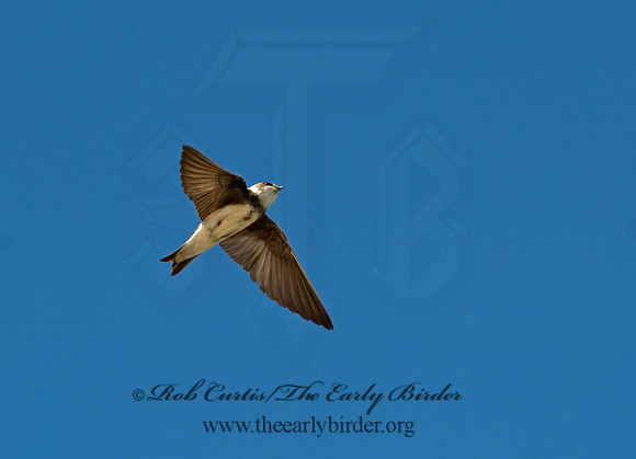 Riparia riparia  BANK SWALLOW 8015159