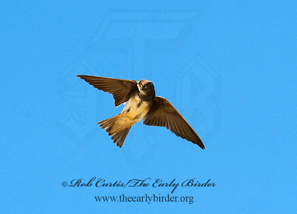 Riparia riparia  BANK SWALLOW 8015174