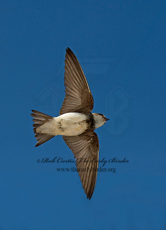 Riparia riparia  BANK SWALLOW 8015188