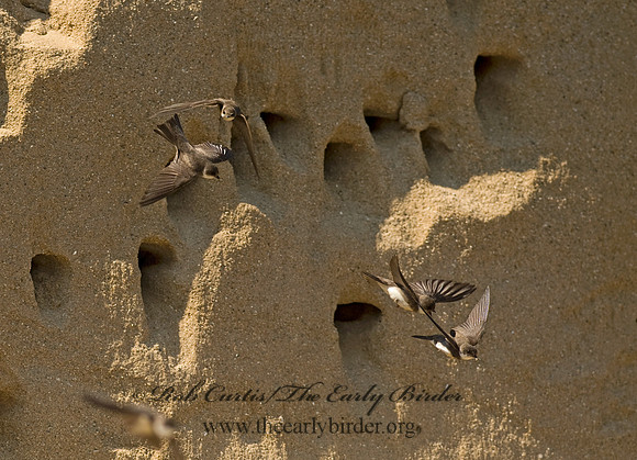 Riparia riparia  BANK SWALLOW 8015182