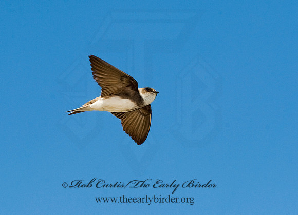 Riparia riparia  BANK SWALLOW 8015196