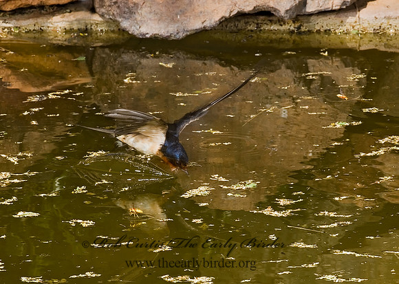 Hirundo rustica  BARN SWALLOW 6026601