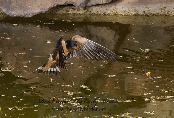 Hirundo rustica  BARN SWALLOW 6026602