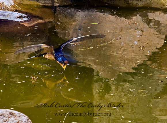 Hirundo rustica  BARN SWALLOW 6026665