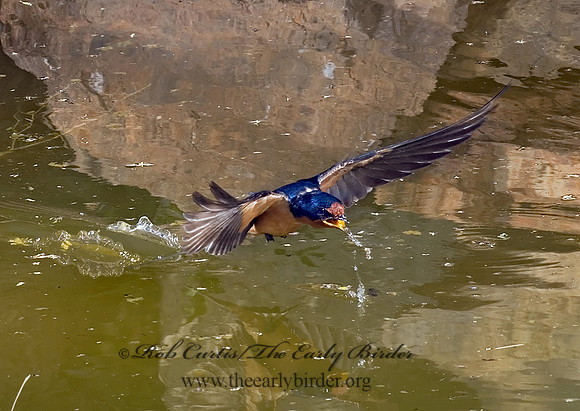 Hirundo rustica  BARN SWALLOW 6026673