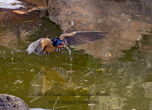 Hirundo rustica  BARN SWALLOW 6026670