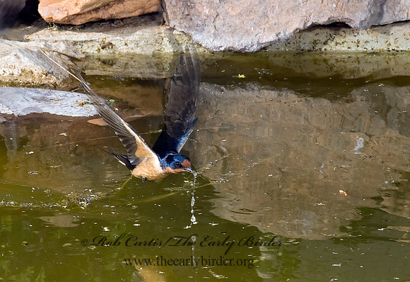 Hirundo rustica  BARN SWALLOW 6026674