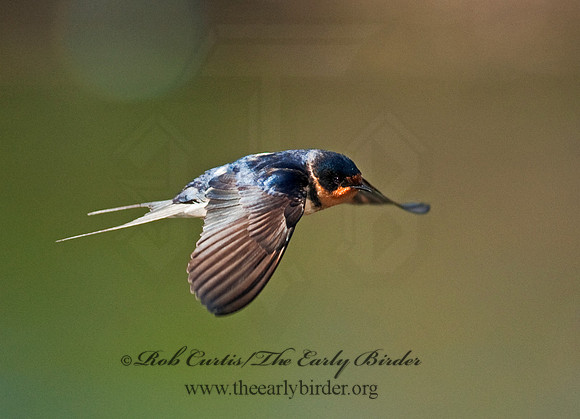 Hirundo rustica  BARN SWALLOW 8025590