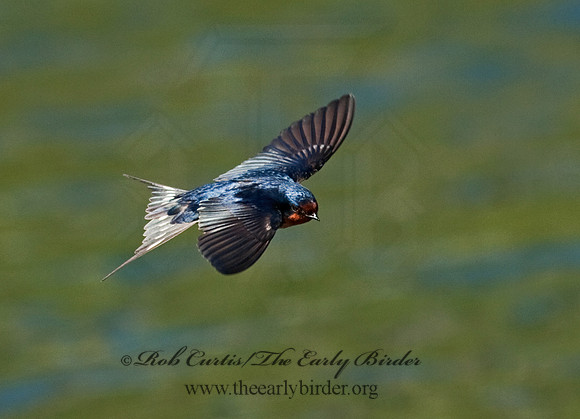 Hirundo rustica  BARN SWALLOW 8025602