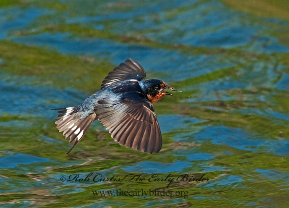Hirundo rustica  BARN SWALLOW 8025608