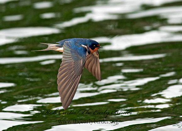 Hirundo rustica  BARN SWALLOW 8025623
