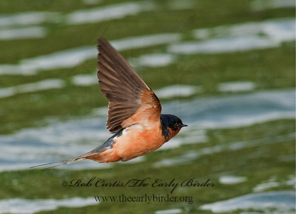 Hirundo rustica  BARN SWALLOW 8025628