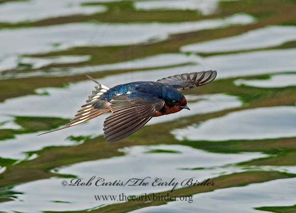 Hirundo rustica  BARN SWALLOW 8025629