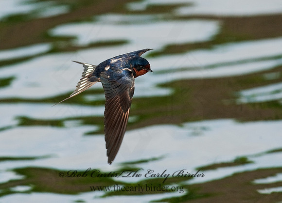 Hirundo rustica  BARN SWALLOW 8025631