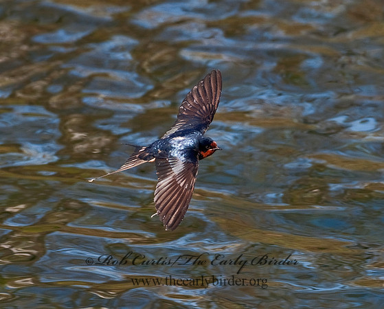 Hirundo rustica  BARN SWALLOW 8025650