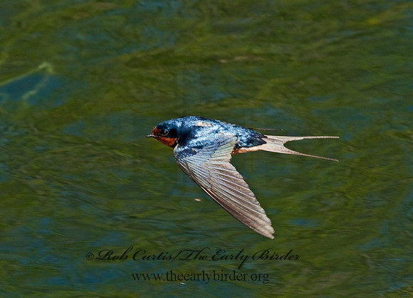 Hirundo rustica  BARN SWALLOW 8025701