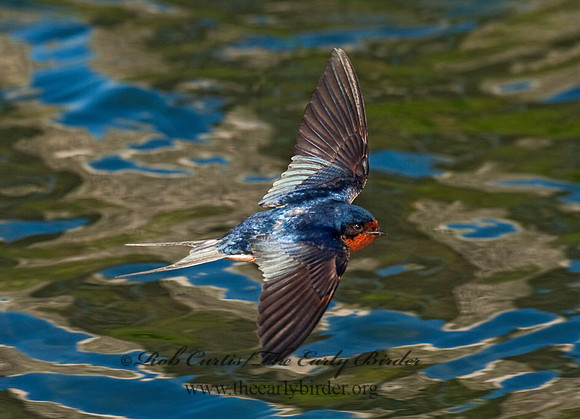 Hirundo rustica  BARN SWALLOW 8025634