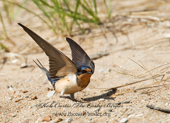 Hirundo rustica  BARN SWALLOW 9002200