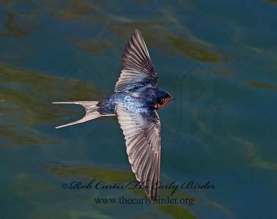 Hirundo rustica  BARN SWALLOW 8025648