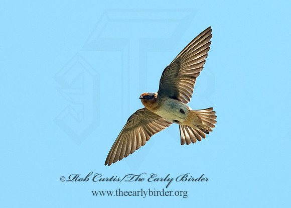 Petrochelidon  pyrrhonota  CLIFF SWALLOW  6024154