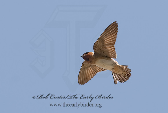 Petrochelidon  pyrrhonota  CLIFF SWALLOW  6024160